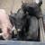 Feeder pigs 2 thumbnail
