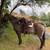 Grulla Mare 1 thumbnail