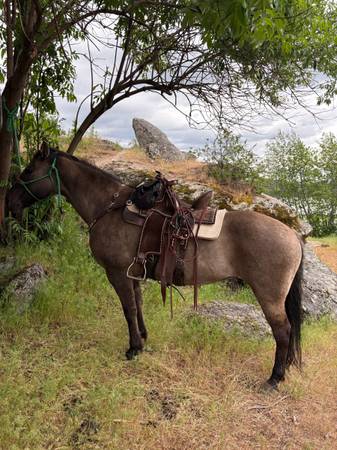 Grulla Mare 1