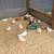 Bantam Call Ducks 11 thumbnail