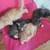 Kittens need rehomed. 4 thumbnail