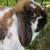 Holland Lop Bunny Rabbit  -  Flopsy 4 thumbnail