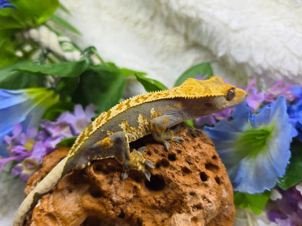 Geckos crestados536992344190504968