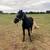 Gelding 3 thumbnail