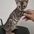Rehoming Bengal kittens 11 thumbnail
