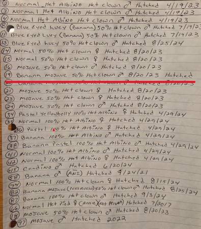 Python real de pelota409420502287011840