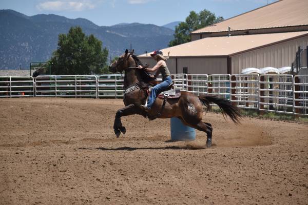 Barrel horse for sale 1