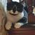 Ragdoll mix kitties 1 thumbnail