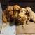 Mini Goldendoodles 3 thumbnail