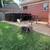 Exotic Bully Puppies 12 thumbnail