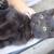 Free kitten 4 thumbnail