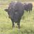 3 Bred Cows. 4 thumbnail