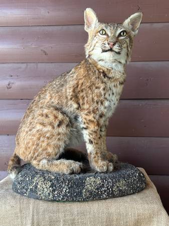 Ranch Bobcat Decor 1