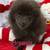 Pomeranian Puppy 2 thumbnail