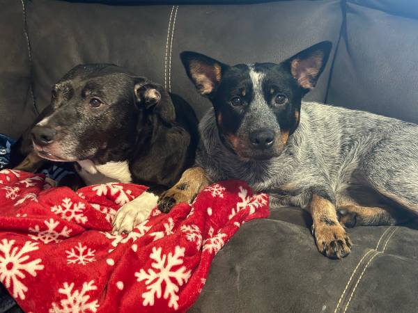 1.5 Blue Heeler63853650595075123