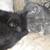 Kittens for rehome 2 thumbnail