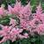 Perennials - Sun and Shade - Available til mid-October 8 thumbnail