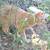 Torti cat, and orange tabby male 6 thumbnail