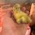Call ducks 5 thumbnail