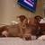 Red nosed Pit bull mix 17 thumbnail