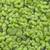 Duck weed 1 thumbnail