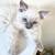 Ragdoll Kittens 1 thumbnail