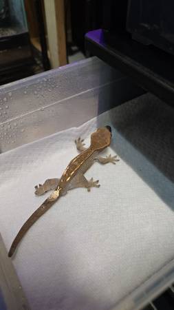 CRESTED GECKOS, CHAHOUA GECKOS, AND HYBRIDS (Woodstock)63924992090243124