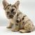 Fluffy French Bulldogs (Frenchie) 4 thumbnail