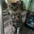 Gorgeous rescued young cat 1 thumbnail
