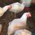 XL Broilers Roosters & Hens 1 thumbnail