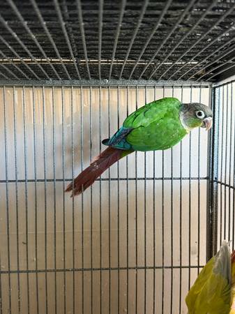 Conures 1