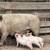 Piglets 2 thumbnail