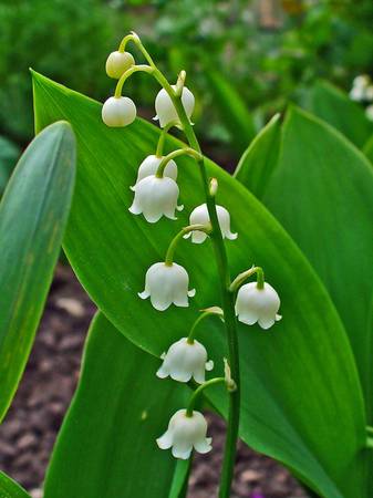 Lily of the valley 1