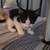 12 week old kittens 2 thumbnail