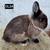 Netherland Dwarfs - Rabbitry Closing 13 thumbnail