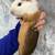 Guinea pigs available , have 2 males to choose or babies 2 thumbnail