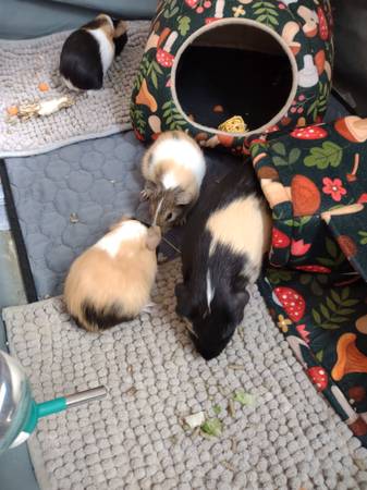 Guinea pigs 1