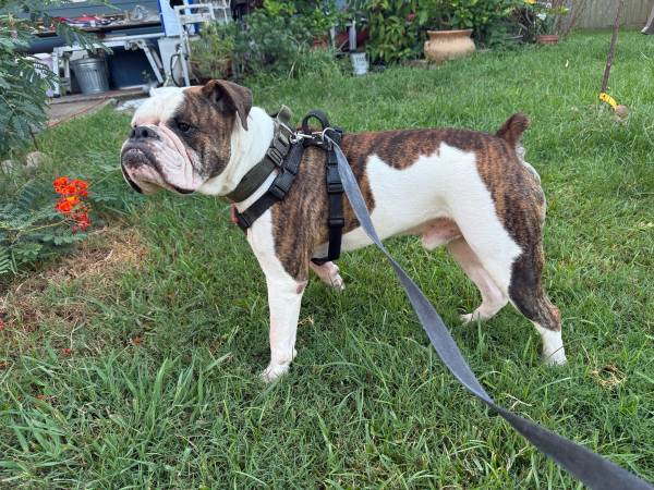 Rehoming Bulldog (La Marque)63774332125699121