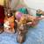 Vintage Holland Mold Hand Painted 20 Piece Nativity Set Rare 13 thumbnail