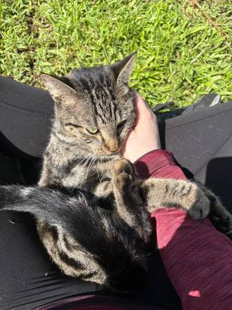Found cat (Cocoa)63799499526019121