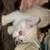 Animals 6 thumbnail