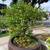 kumquat Tree For Sale - Can Ban Cay Tac Tron Goc To 4 thumbnail