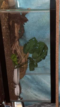 REHOGAR REPTILES63372789984387121