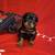 Rottweiler puppies 3 thumbnail