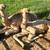 Dromedary camel babies 1 thumbnail