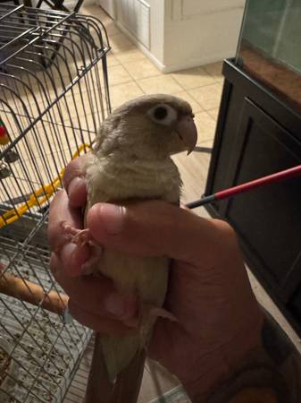 Cinnamon green cheek (Alpine)63955993694338123