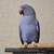 Rehoming ringnecks 1 thumbnail