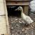 Indian Runner Ducklings 6 thumbnail