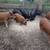 Idaho Pasture Pigs 5 thumbnail