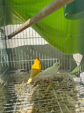 Canaries (Salinas)64009562901377122